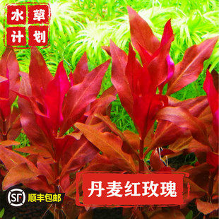 丹麦红玫瑰豹纹迷你血心兰大红叶草缸造景前中景水草趴地天湖牛毛