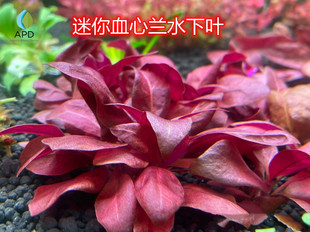迷你血心兰水草水下叶荷兰景水草缸造景开缸水草有茎草中后景草