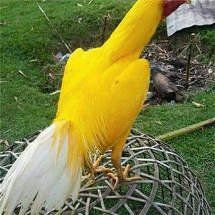 黄色金芦花色斗鸡菲律宾斗鸡进口盖沙平头斗鸡金色火麒麟