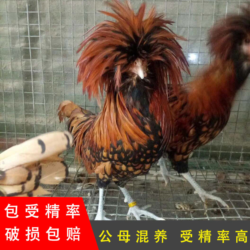 纯种凤头红色帽子鸡种蛋受精蛋可孵化波兰鸡观赏鸡宠物鸡波兰鸡
