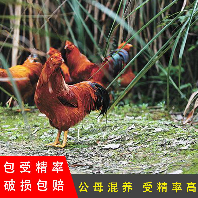 柴鸡红玉正宗蛋鸡鸡蛋纯种散养土鸡象洞鸡种蛋受精蛋土鸡蛋可孵化