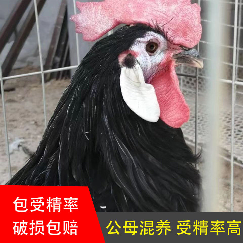 西班牙小丑鸡种蛋白脸鸡种蛋可孵化受精鸡蛋宠物鸡受精鸡蛋观赏鸡