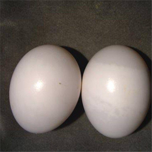 大体元宝鸽子种蛋落地王鸽受精蛋观赏鸽公斤鸽白羽王鸽可孵化信鸽