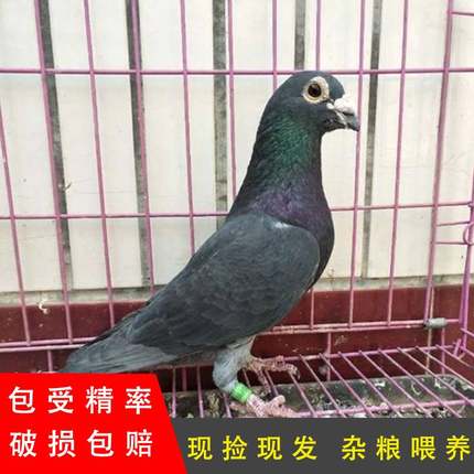 国血李鸟信鸽种蛋吴淞信鸽血统鸽子赛鸽远程鸽受精蛋可孵化鸽子蛋