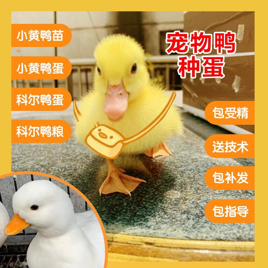 柯尔可达鸭蛋小型好养受精蛋可孵化小黄鸭蛋鸭种蛋新鲜科尔宠物鸭
