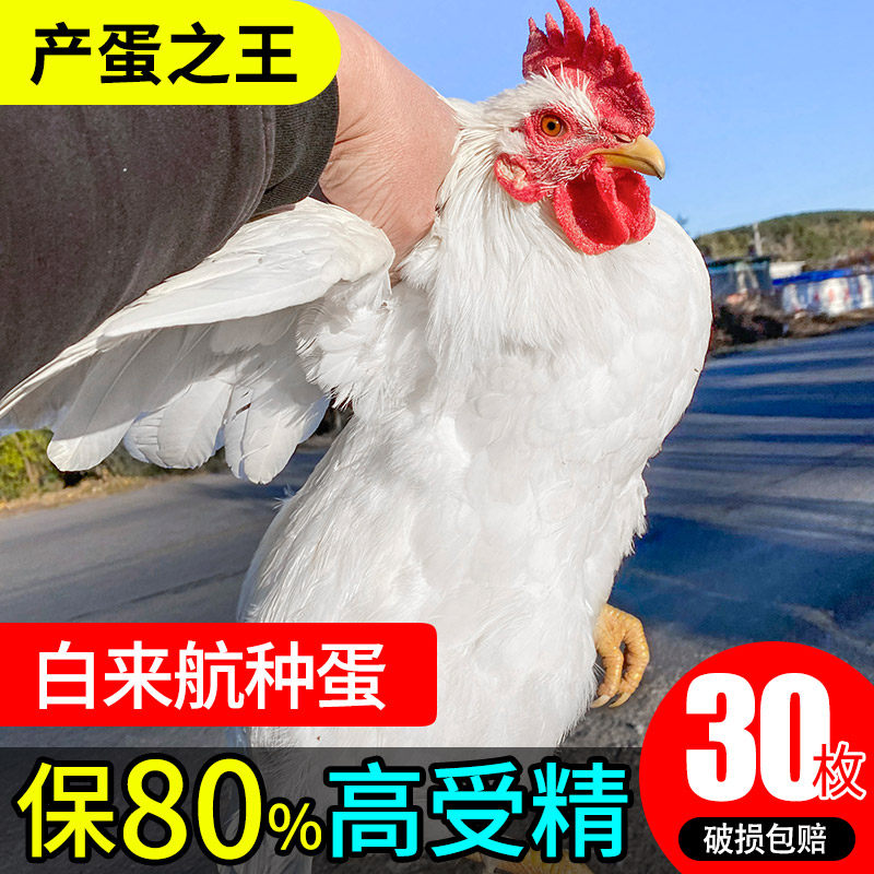 白来航鸡种蛋受精蛋可孵化小鸡观赏鸡非白凤乌鸡白羽鸡蛋30枚包邮