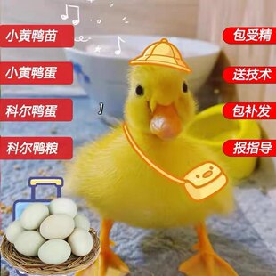 鸭种卵受精蛋小黄鸭宠物鸭蛋受精蛋可孵化柯尔鸭蛋受精蛋小型好养