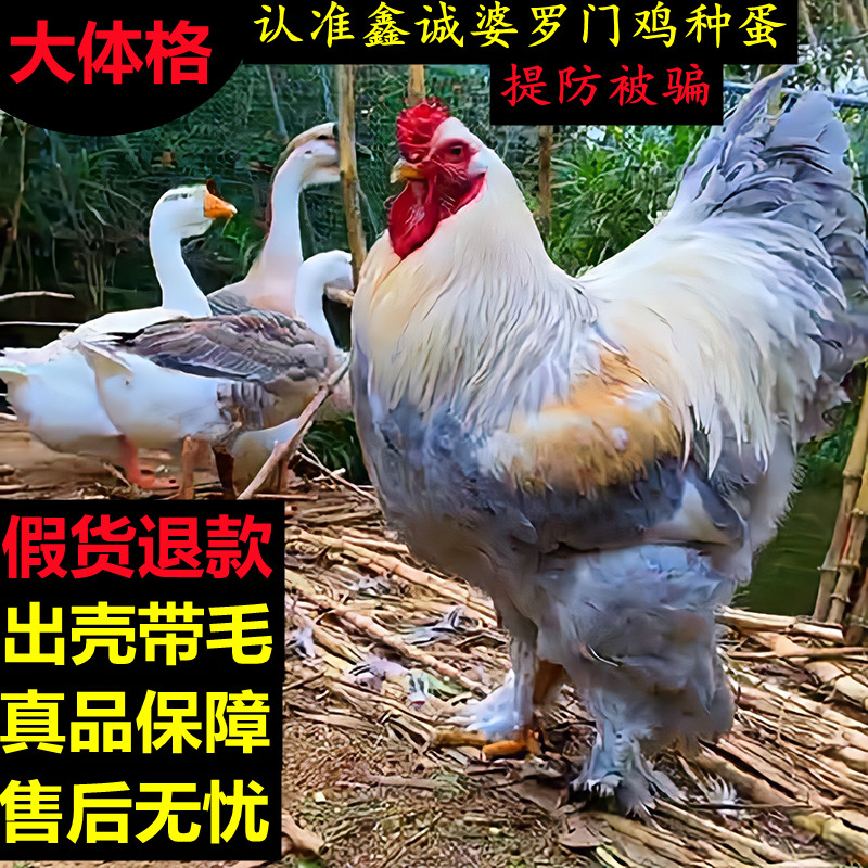 大型婆罗门鸡种蛋受精蛋可孵化巨型梵天鸡种蛋观赏鸡种蛋包孵化