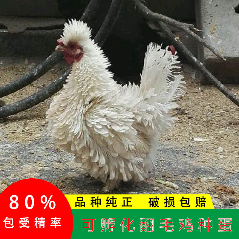 受精蛋白色珍禽卷毛鸡纯种可孵化翻毛鸡种蛋麒麟鸡观赏鸡元宝鸡