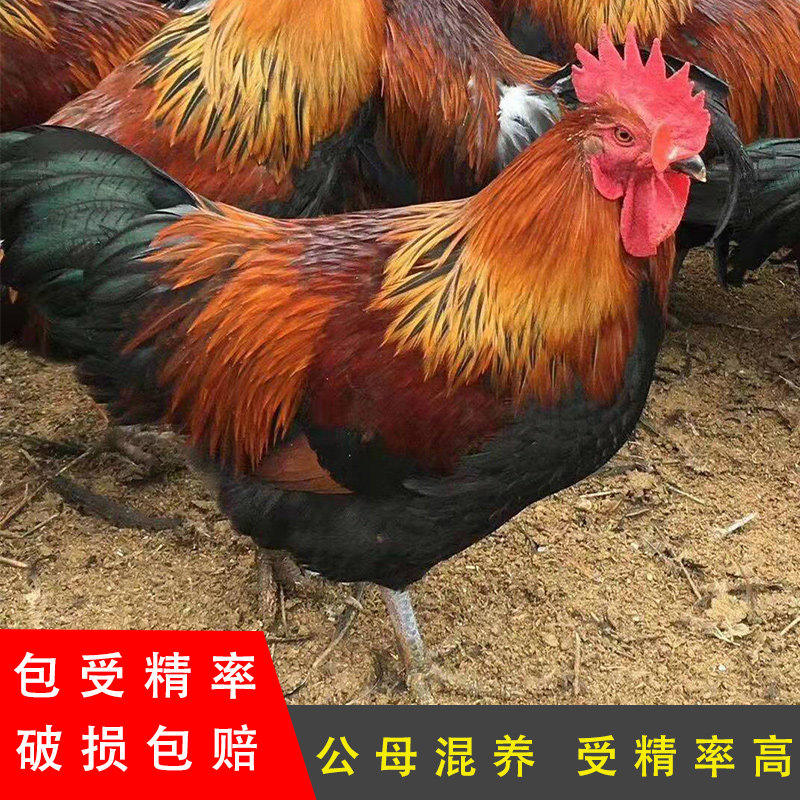 柴鸡可孵化小鸡南丹瑶鸡种蛋受精蛋笨鸡蛋麻鸡大型农家正宗土鸡蛋