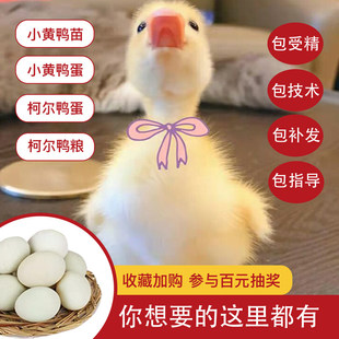 鸭种卵新鲜宠物鸭种蛋柯尔鸭可达鸭小型好养受精蛋可孵化活体鸭