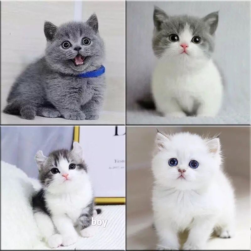 美短虎斑加白起司幼猫活体领养英短蓝猫矮脚蓝白宠物