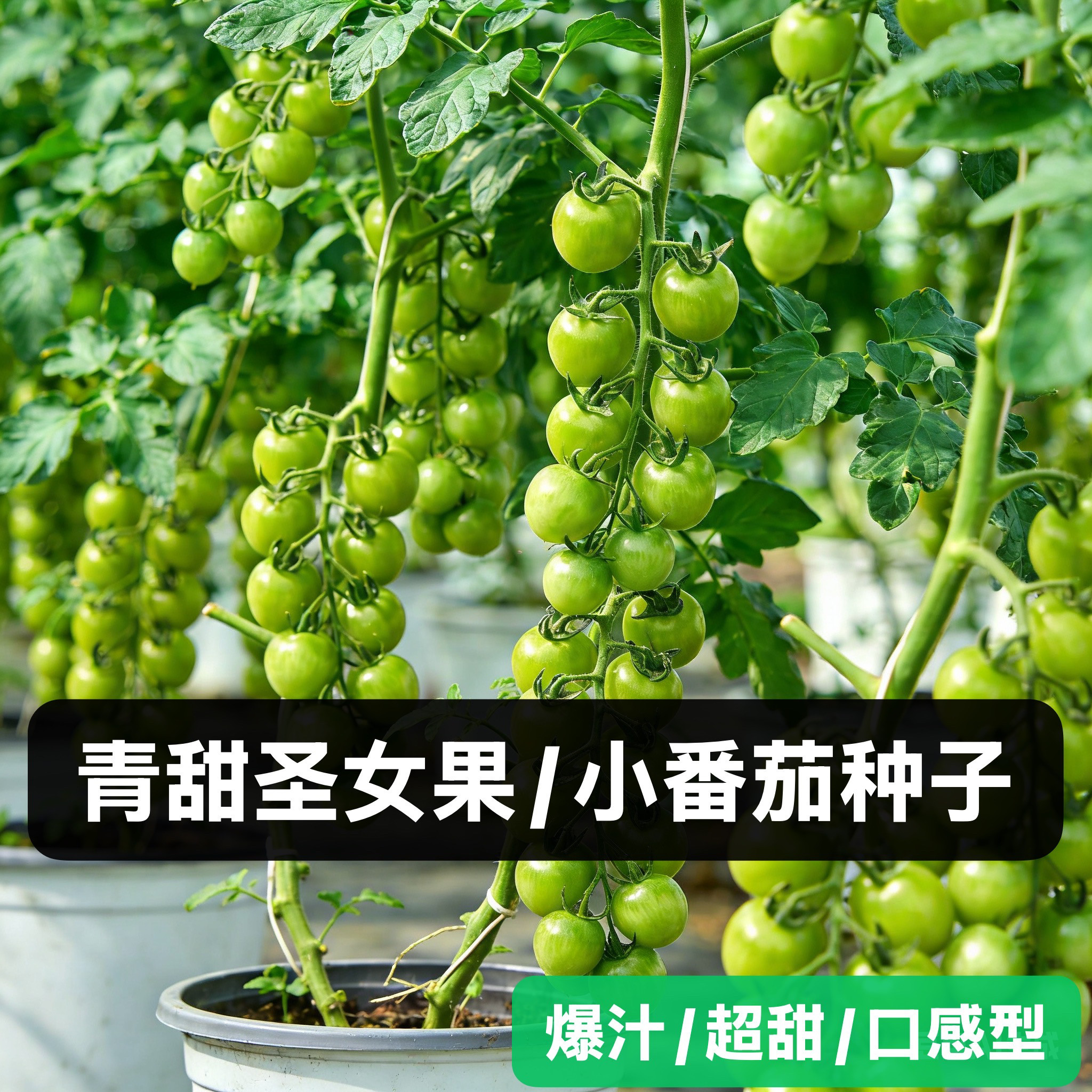 青甜二号绿小番茄种子四季种籽苗秧孑大全盆栽果苗西红柿蔬菜种籽