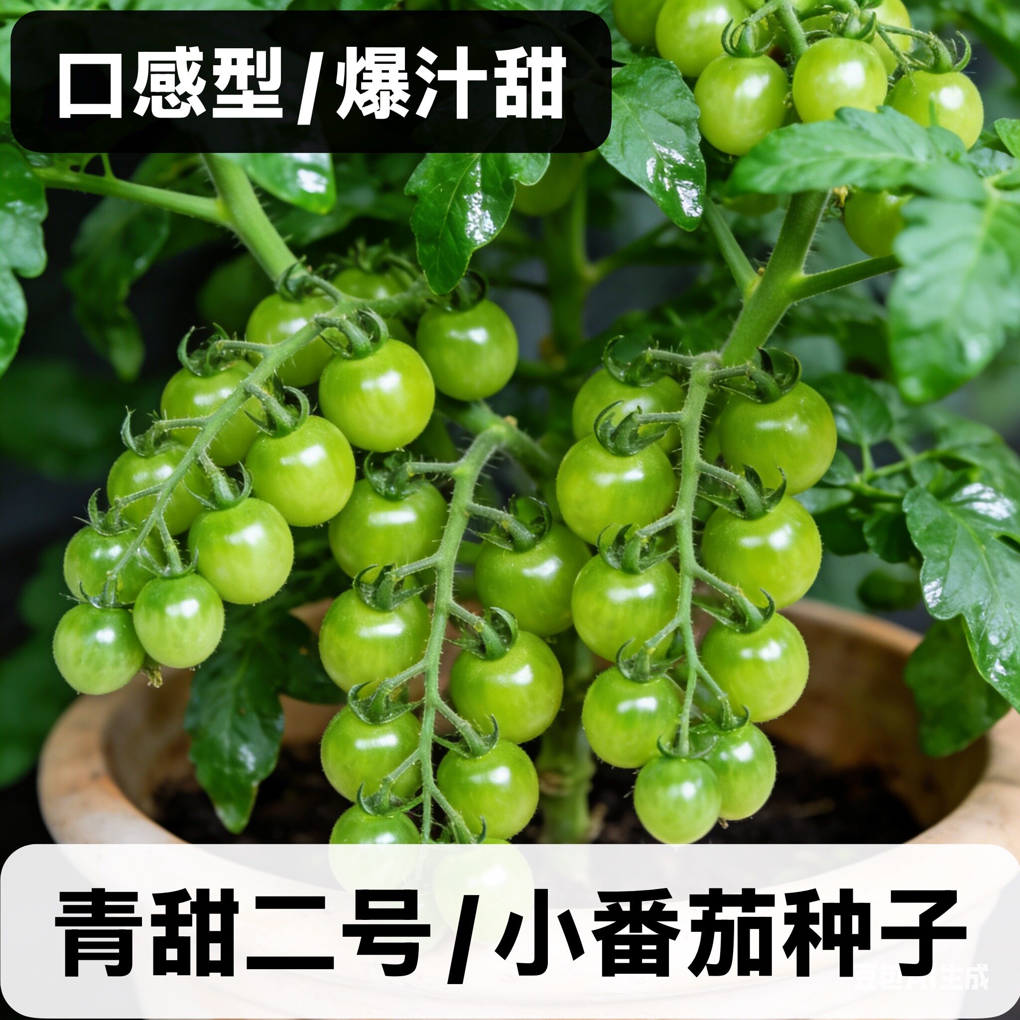 青甜二号小番茄种子四季种籽苗秧孑大全盆栽果苗西红柿蔬菜种籽苗
