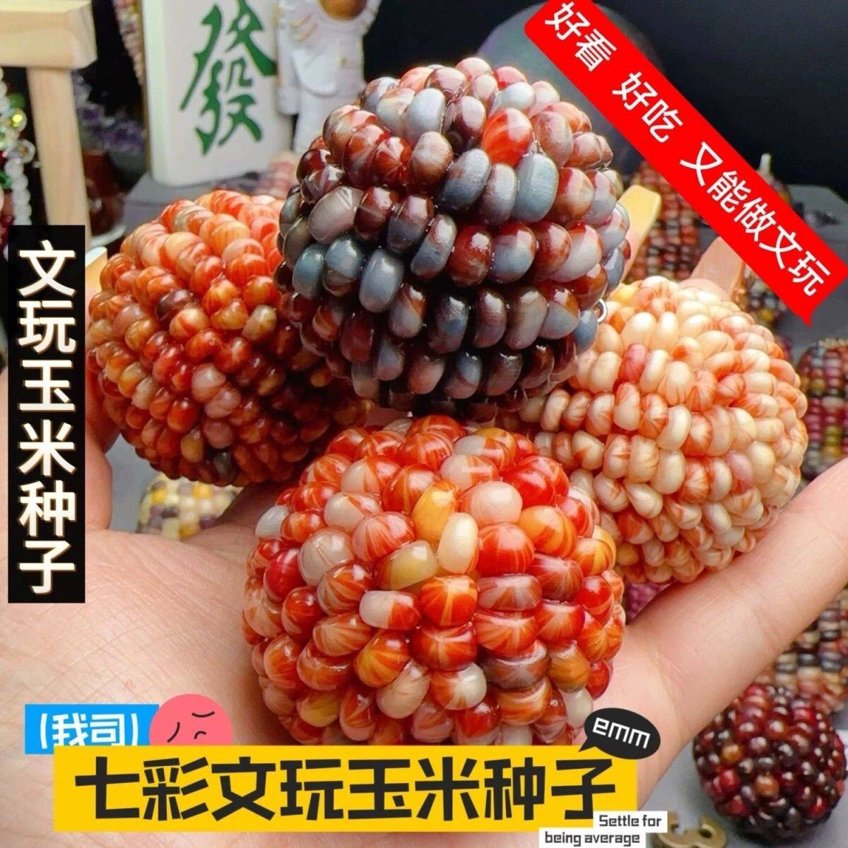 七彩玉新宝石玉米网红血丝小玉米玛瑙红小玉米文玩迷你真玉米种子