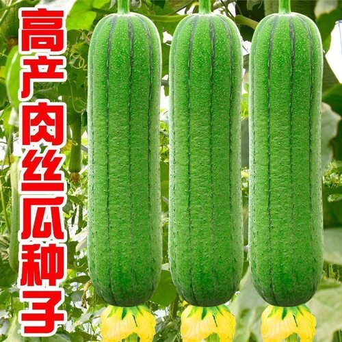 高产肉丝瓜种子春夏秋季种特长丝瓜籽农家庭院爬藤种子蔬菜菜种子