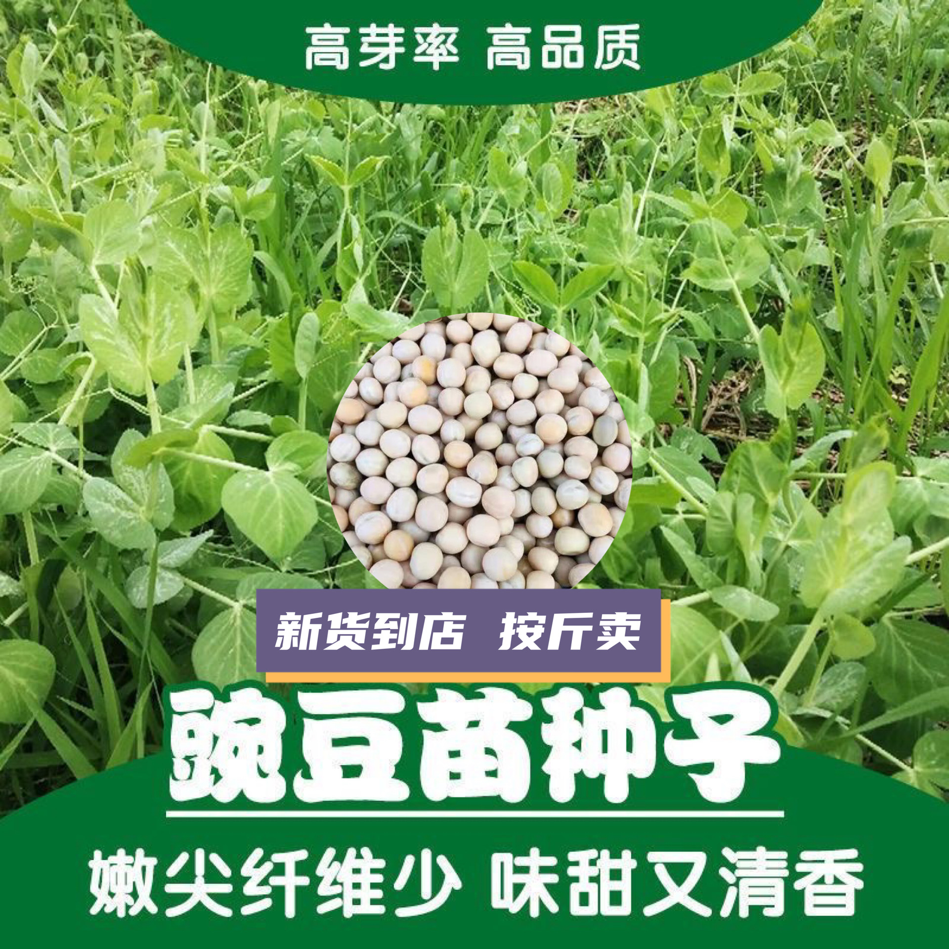 【按斤卖龙须】白豌豆尖种子连续采收盆栽地栽生长迅速豌豆苗水培