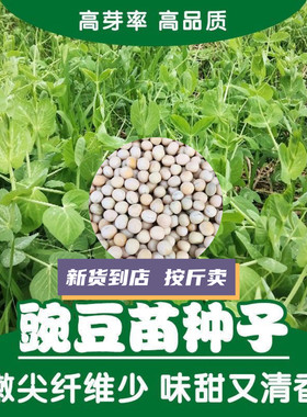 豌豆尖蔬菜种子芽率高