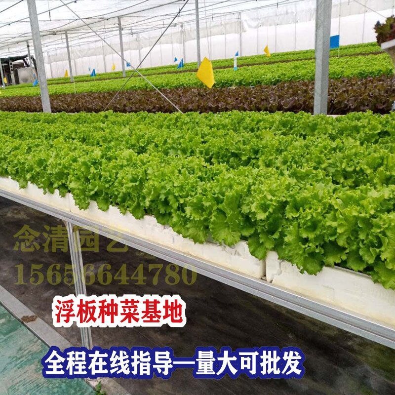 漂浮板定植水培蔬菜无土栽培设备鱼塘水上种菜水耕q带孔种植泡沫