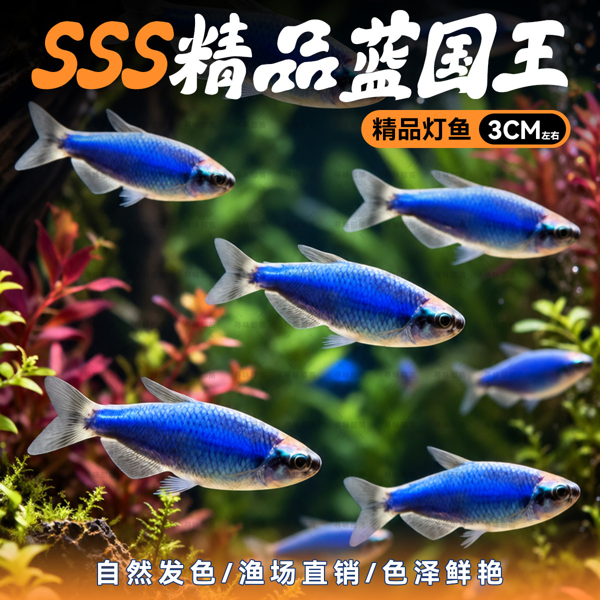 6条精品超级蓝国王灯鱼蓝凯瑞南美热带小型灯科鱼淡水群游观赏鱼