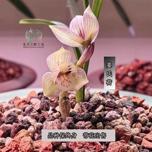 春兰姜氏荷粉红色荷瓣花和浓郁幽香闻名，被誉为“春兰荷瓣之王”