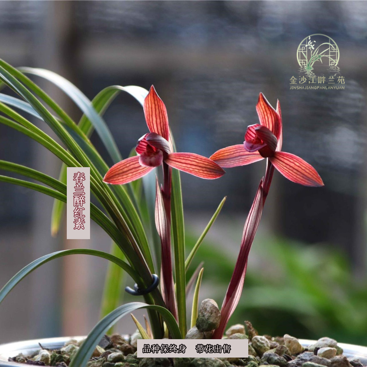 春兰醉红素 春兰天花板级红素“醉红素”,红杆红花,香气雅致,