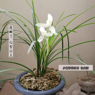 云南莲瓣兰白雪公主碧龙玉素带花苞素花名品自然种养 假一赔十