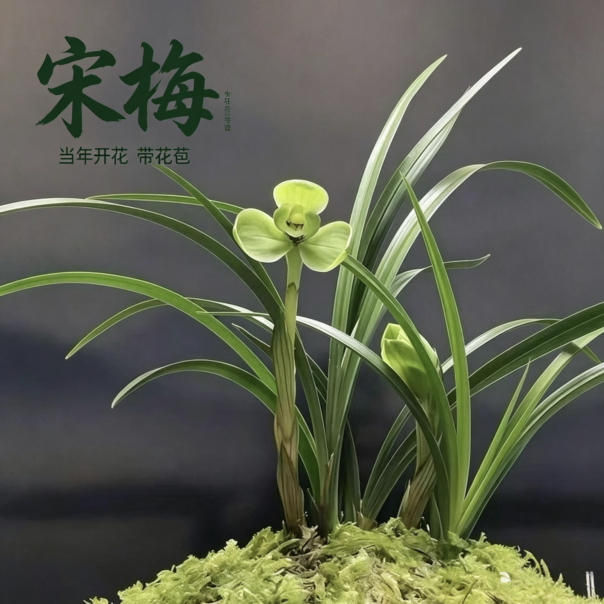 正宗老种春兰皇后绿云宋梅大富贵老月佩带花苞兰花当年开花