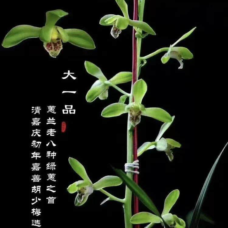 惠兰老八种带花苞大一品 程梅 温州素 解佩梅 郑孝荷 金奥素 荡字