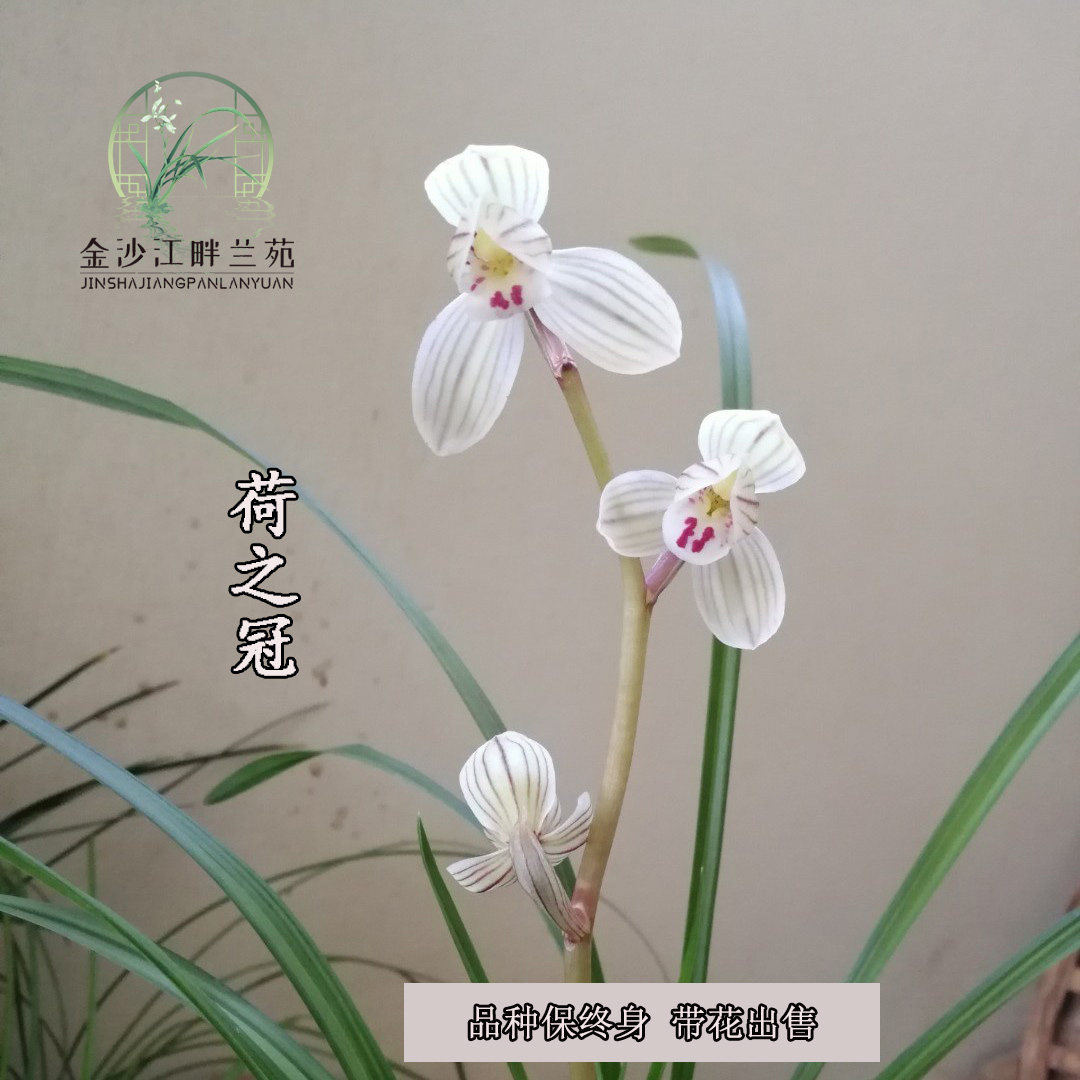 莲瓣兰荷之冠 紫熹荷 宽叶大花荷瓣兰花兰草漏风漏雨自然栽培