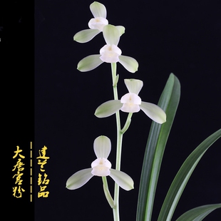 建兰四季兰高端铭品大唐宫粉浓香花卉阳台客厅室内外绿植盆栽易