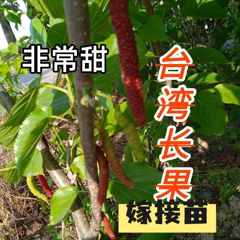 台湾长无籽大十中国室内庭院大内外树苗长桑果桑葚树苗