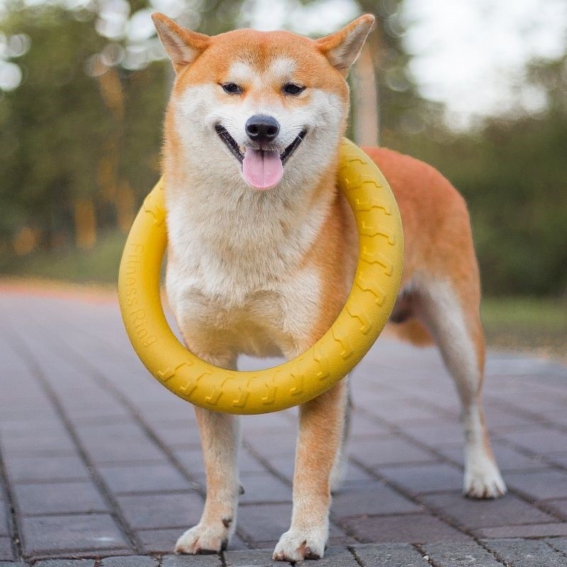 狗狗玩具球耐咬弹力训练球边牧金毛马犬中大型犬拉环飞盘宠物用品