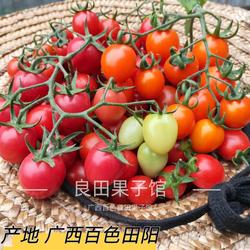 甜黄金圣女果新鲜千禧樱桃小番茄应季水果露天种植广西百色田阳