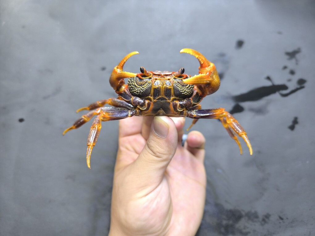 南海溪蟹,珠海果绿,hk溪蟹蓝尖肢寄居蟹桌面小宠物好养活高颜值