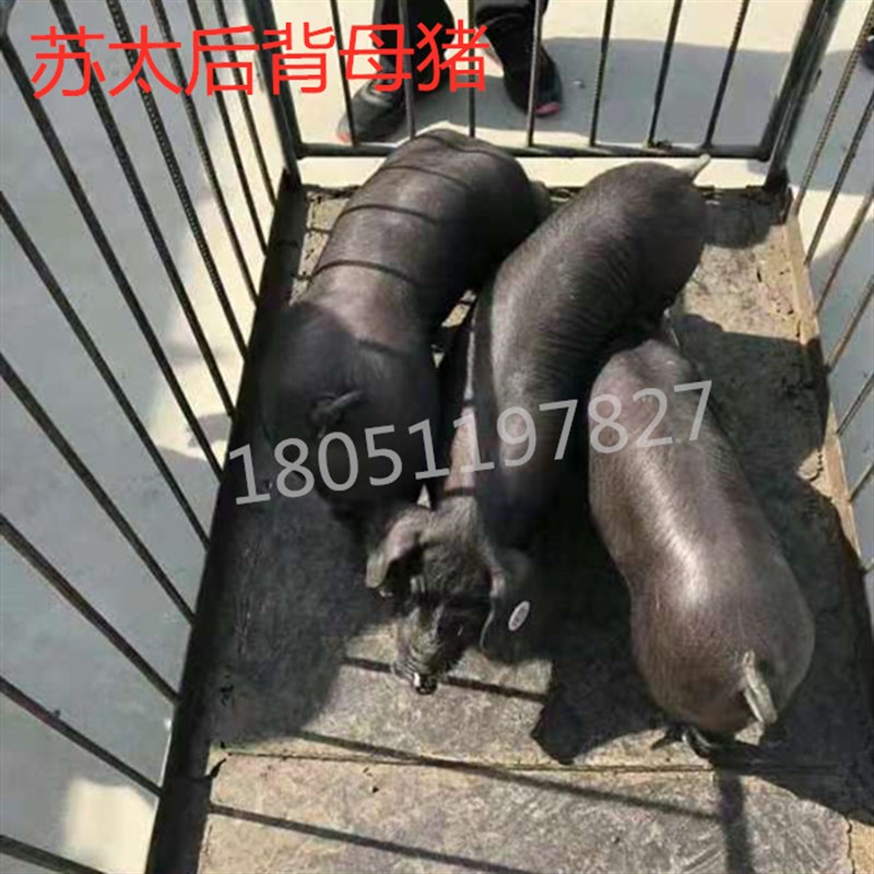 原种太湖母猪仔纯种杜洛克种猪苏c太黑小母猪长白约克二元大母猪