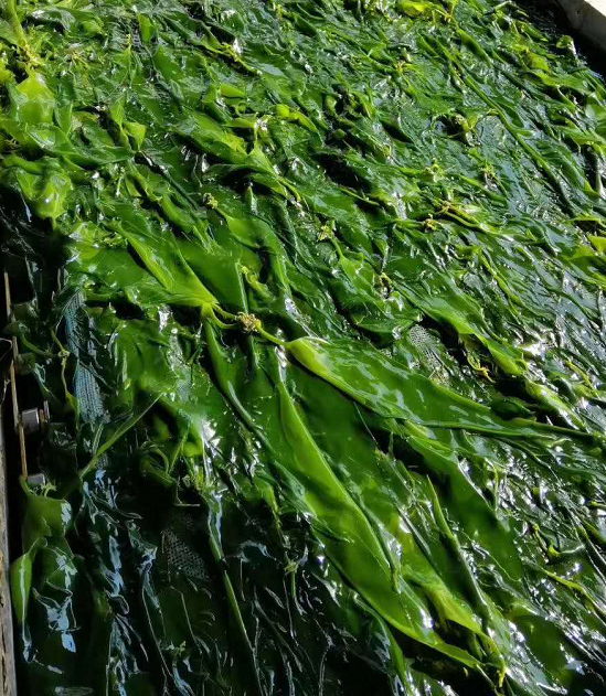 小海带苗1斤 嫩芽福建霞浦非干货三秒火锅食材