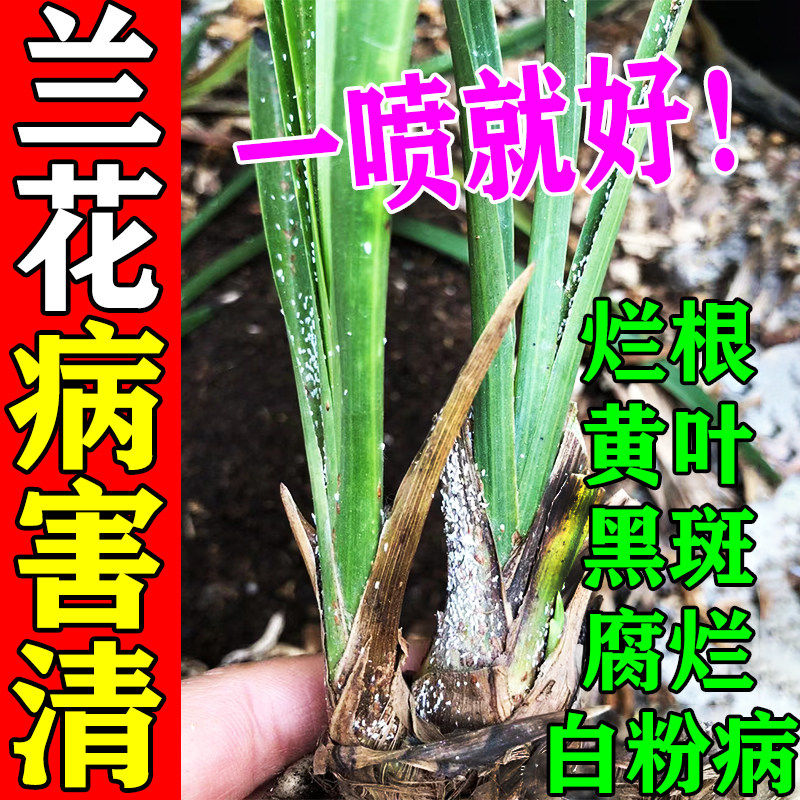 兰花专用肥料黑斑病专用药治黄叶焦尖发黑烂根营养液百菌灵杀菌剂,鲜花速递/花卉仿真/绿植园艺,家庭园艺肥料,淘宝优惠券,粉丝福利购,淘宝优惠卷