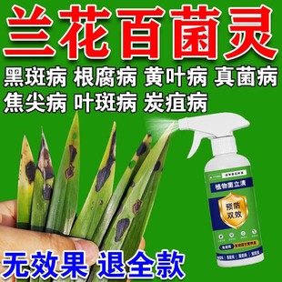 兰花专用肥料黑斑病专用杀菌药防治黄叶焦尖发黑烂根营养液复活液