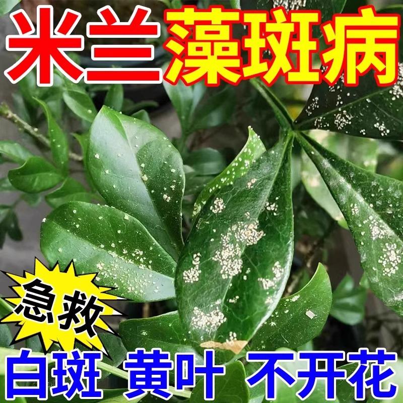 米兰花藻斑病专用药花长白锈黄斑点杀菌剂锈病苯醚中生菌素藻斑病
