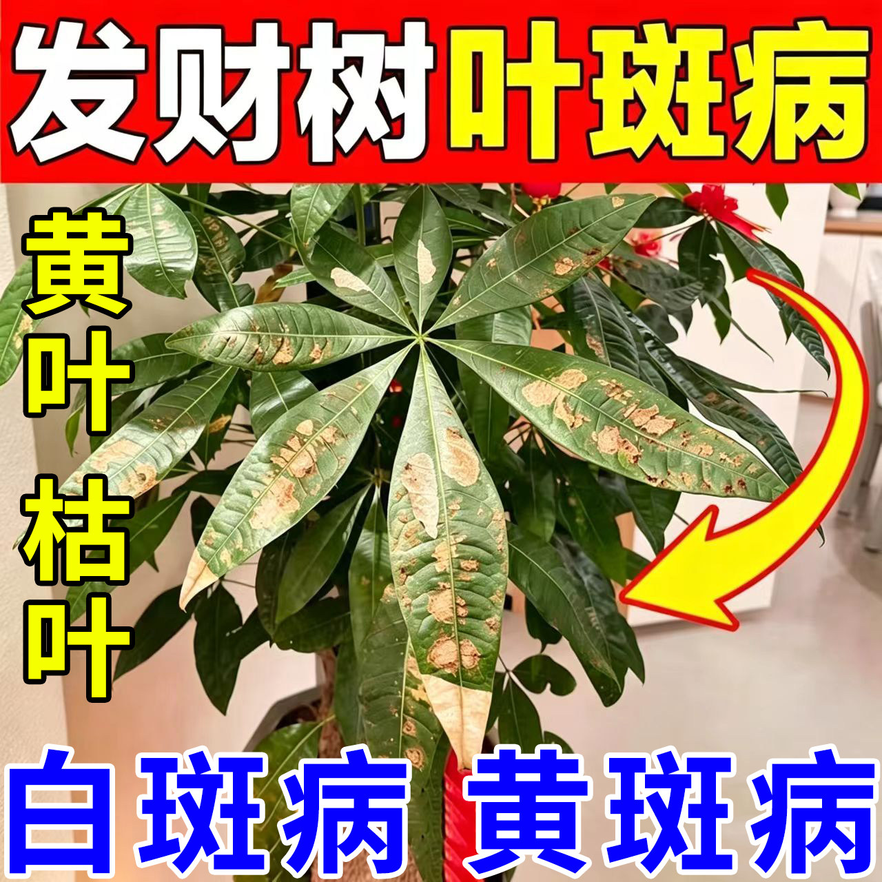 发财树专用营养液叶子发黄掉叶治疗黄叶枯叶黄斑肥料叶斑病专用药