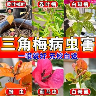 三角梅专用药叶子发黄叶掉叶白斑卷叶病蓟马杀虫杀菌药开花专用肥