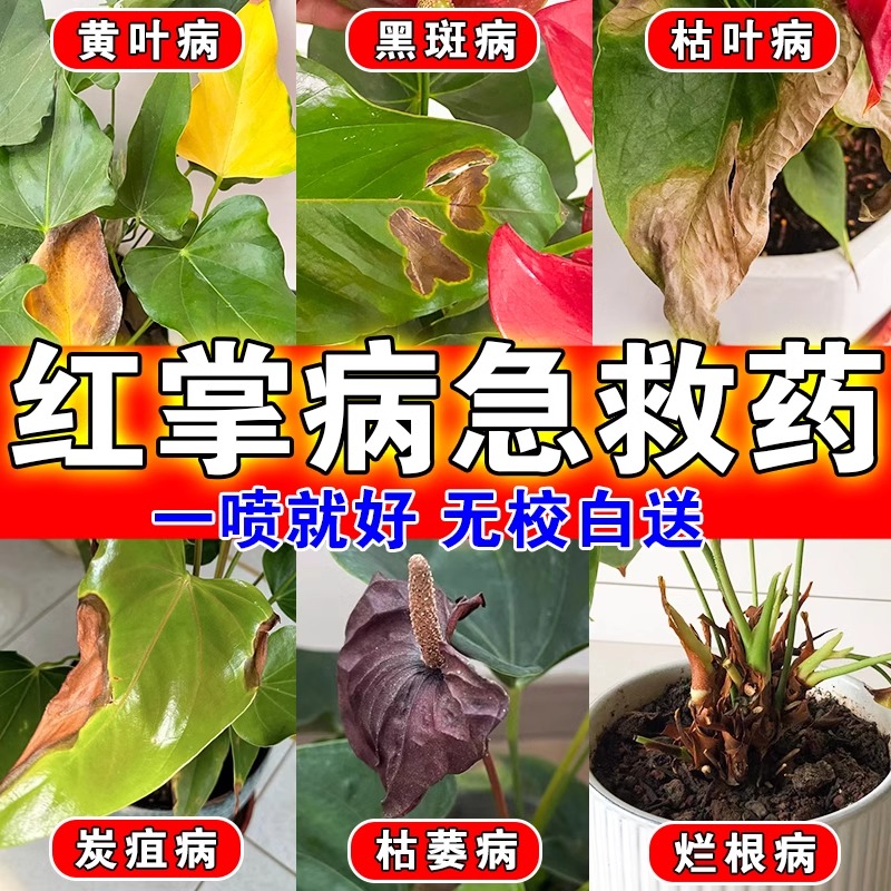 红掌黄叶病专用叶锈黑斑腐枯叶子枯萎烂根部发霉专用肥料药营养液