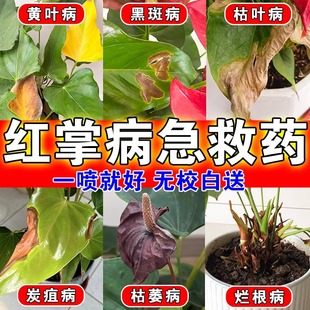 红掌黄叶病专用叶锈黑斑腐枯叶子枯萎烂根部发霉专用肥料药营养液