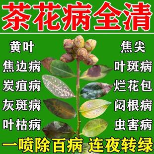 茶花专用肥黑斑病专用药炭疽叶枯病杀虫剂促开花营养液肥料杀菌剂