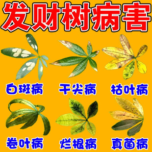发财树专用营养液叶子发黄掉叶黄斑烂根肥料枯叶斑病专用药杀菌剂