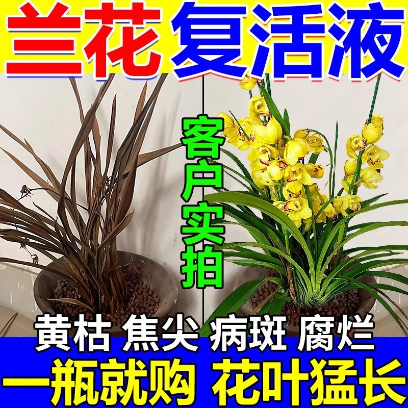 兰花复活液植物肥料强生根剂焦尖黑斑病营养液叶斑炭疽专用杀菌药