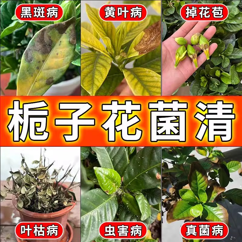 栀子花营养液开花专用肥叶子发黄叶掉苞焦尖枯叶黑斑病专用杀虫剂