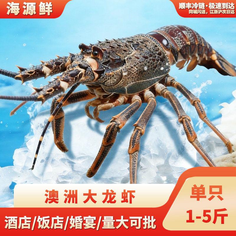 进口大龙虾澳龙澳洲龙虾新鲜生冻新西兰纽龙印尼锦绣龙虾古巴龙虾