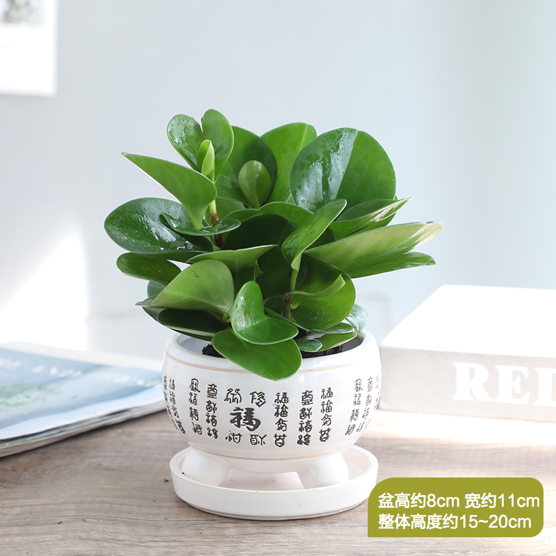 豆瓣绿多碧植物盆栽吸二手烟室z内客植桌面绿植肉玉水培绿厅花卉